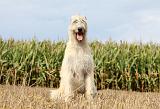 IRISH WOLFHOUND 115